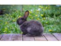 predam-kraliky-small-1