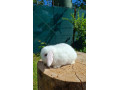 minilop-zakrsly-kralik-barancek-small-0