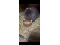 francuzsky-baran-havana-small-2
