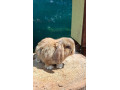 zakrsly-kralik-minilop-samicka-small-2