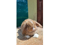 zakrsly-kralik-minilop-samicka-small-1
