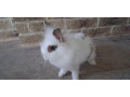 zakrsly-kralik-small-2