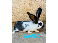 predam-mlade-3-mesacne-kraliky-krizenec-nos-a-bo-small-2