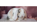 mini-lop-small-1