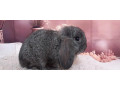 mini-lop-small-4