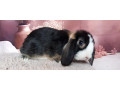 mini-lop-small-2