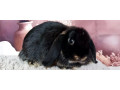 mini-lop-small-0