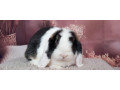 mini-lop-small-3