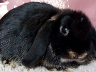 mini-lop
