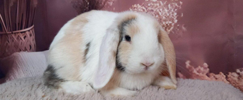 mini-lop-big-1