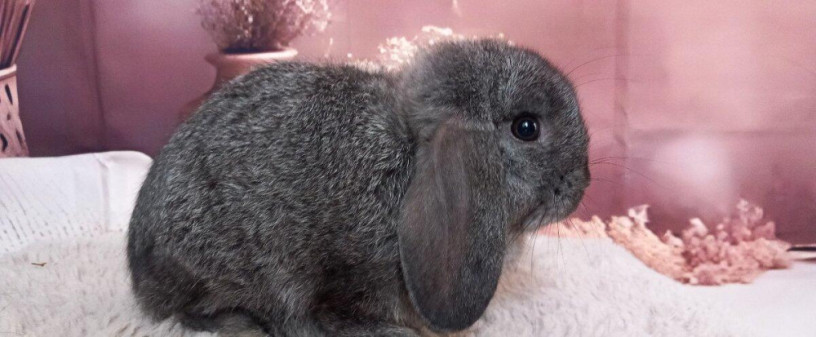 mini-lop-big-4