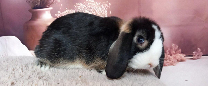 mini-lop-big-2