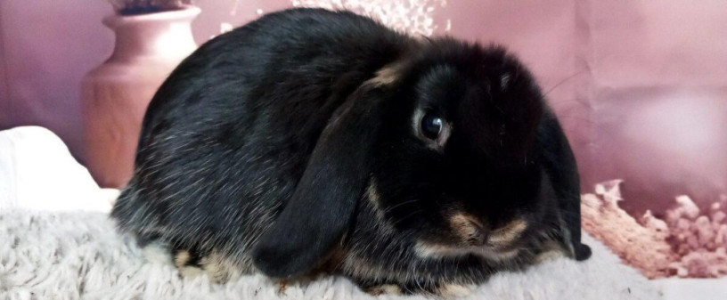 mini-lop-big-0