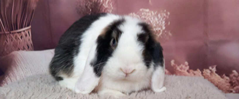 mini-lop-big-3