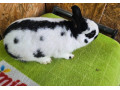 zdrobneny-strakac-cierny-small-3
