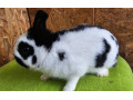 zdrobneny-strakac-cierny-small-1