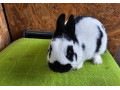 zdrobneny-strakac-cierny-small-0