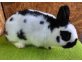 zdrobneny-strakac-cierny-small-2