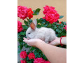 zajaciky-small-0