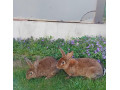 predam-kraliky-small-4