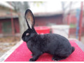 belgicke-obry-small-0