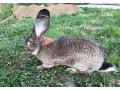 belgicke-obry-small-2