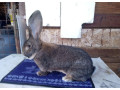 belgicke-obry-small-4