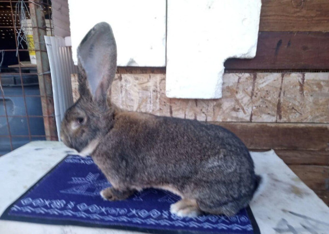 belgicke-obry-big-4