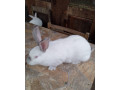 predam-kraliky-small-3