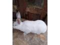 predam-kraliky-small-2