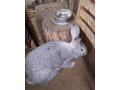 predam-kraliky-small-0