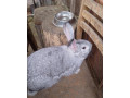 predam-kraliky-small-1
