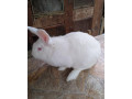 predam-kraliky-small-4