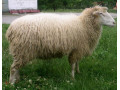 ovce-valasky-small-0