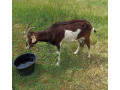 koza-small-1