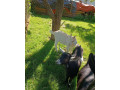 predam-kozliatka-small-0