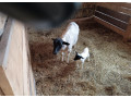 predam-jahnicku-dorper-small-0