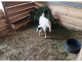 predam-jahnicku-dorper-small-1