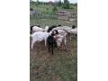 predam-jahnicku-dorper-small-2
