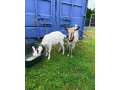 dve-mlade-kozicky-na-predajlen-spolu-small-0