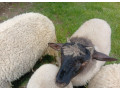 predam-jahnata-small-0