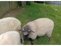 predam-jahnata-small-2