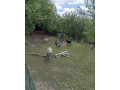 ovce-quessantske-small-1