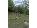 ovce-quessantske-small-0