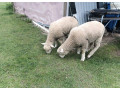 predam-jahence-ille-de-france-small-2