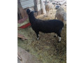 baran-zwertbles-small-4