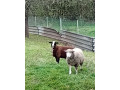 baran-zwertbles-small-2