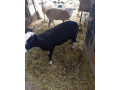 baran-zwertbles-small-3