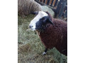 baran-zwertbles-small-0