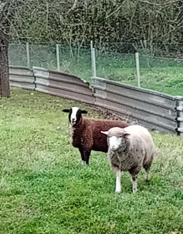 baran-zwertbles-big-2